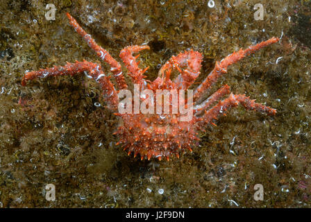 Le nord de stone crab est membre de l'espèce de crabe royal qui vit principalement dans les eaux froides du nord. Banque D'Images