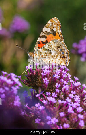 Belle Dame sur Purpletop vervain en Het Nieuwe pépinière Veld à Diepenveen, Overijssel. Banque D'Images