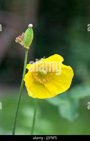 Coquelicot gallois dans le jardin du photographe Banque D'Images