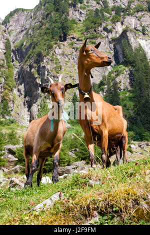 Les chèvres pour l'entretien des pâturages dans les Alpes de Zillertal en Autriche Banque D'Images