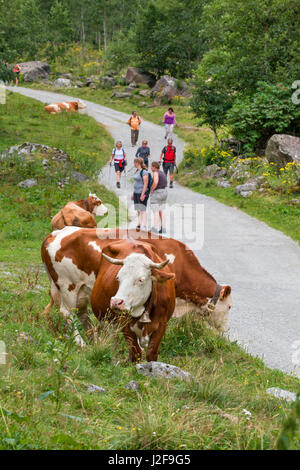 Les vaches de montagne dans les Alpes du Zillertal en Autriche Banque D'Images