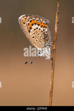 Silver femelle bleu étoilé (Plebejus argus) Banque D'Images