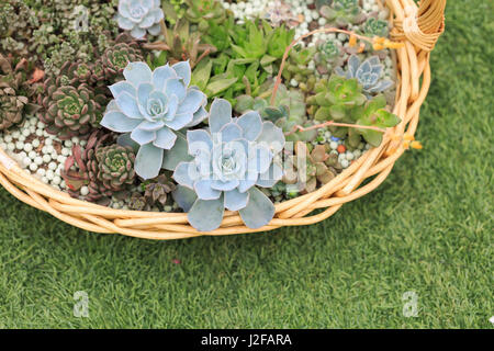 Toutes sortes de plantes succulentes en pot Banque D'Images