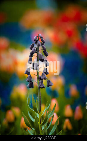 Le dirigeant d'une Lily (Fritillaria Persica persan) contre un arrière-plan très coloré Banque D'Images