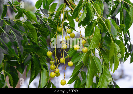 Chinaberry, baies et feuilles de cèdre blanc Banque D'Images