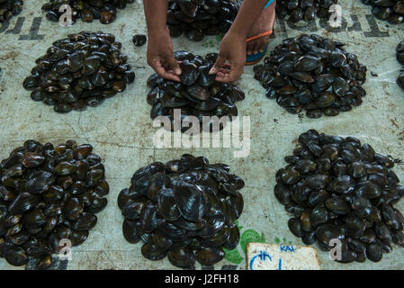 Les bivalves à vendre (KAI), Suva Sea Food Market, Suva, Fidji, Viti Levu. Banque D'Images