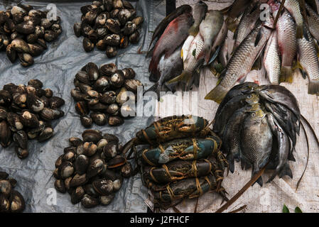 Les espèces de corail pour la vente, le marché de l'alimentation de la mer Suva Suva, Fidji, Viti Levu. Banque D'Images