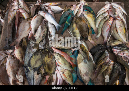 Les espèces de corail pour la vente, le marché de l'alimentation de la mer Suva Suva, Fidji, Viti Levu. Banque D'Images