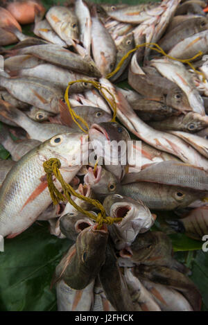 Les espèces de corail pour la vente, le marché de l'alimentation de la mer Suva Suva, Fidji, Viti Levu. Banque D'Images