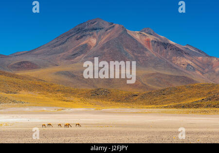 Un troupeau de vigognes (Vicugna vicugna) paissant dans le désert d'Atacama par la lagune Miscanti avec la gamme de montagne des Andes dans l'arrière-plan, le Chili. Banque D'Images