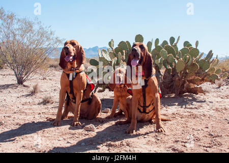 Chiens de recherche et de sauvetage dans le désert de Sonora (MR) Banque D'Images