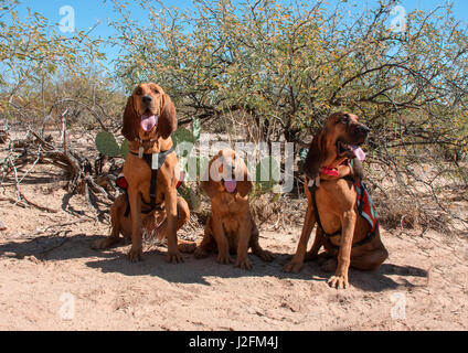 Chiens de recherche et de sauvetage dans le désert de Sonora (MR) Banque D'Images