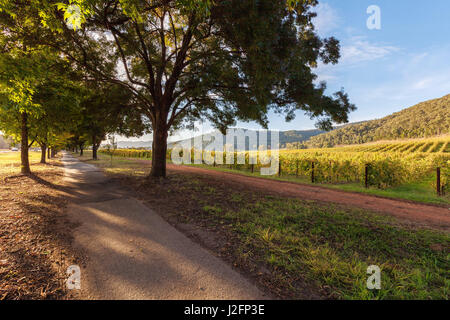 Piétons sous les arbres près de vignoble en automne. Banque D'Images