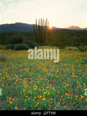 USA, Arizona, orgue Pipe Cactus National Monument, le coucher de soleil derrière un tuyau d'orgue (Stenocereus thurberi Cactus) et un champ de fleurs de pavot de Californie (Eschscholzia californica) Tailles disponibles (grand format) Banque D'Images