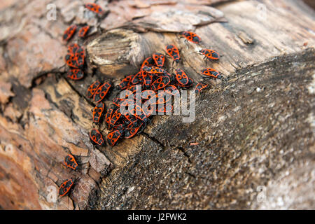 Colonie de firebugs, également connu sous le nom de pyrrhocoris apterus sur un tronc d'arbre, de mousse et de champignon poussant sur le vieil arbre. Banque D'Images