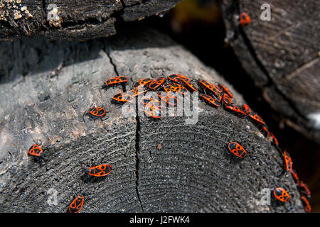 Colonie de firebugs, également connu sous le nom de pyrrhocoris apterus sur un tronc d'arbre, de mousse et de champignon poussant sur le vieil arbre. Banque D'Images