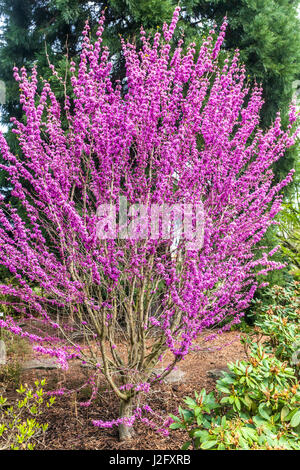 Cercis chinensis 'Avondale', Chinese redbud, fleur rose Banque D'Images