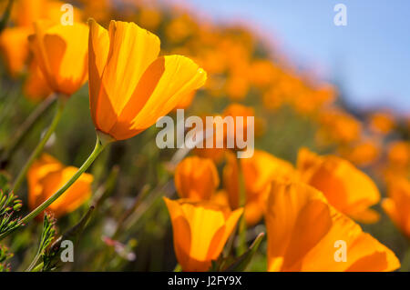 Coquelicots de Californie, Californie Côte centrale près de Paso Robles Banque D'Images