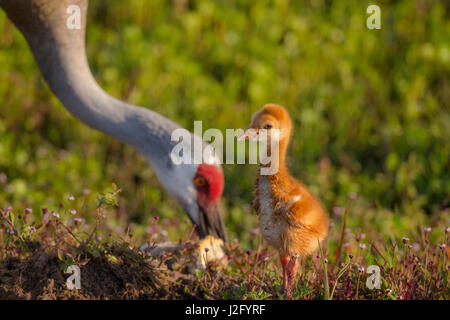 La grue avec premier colt hors alimentation, Grus canadensis, Floride Banque D'Images