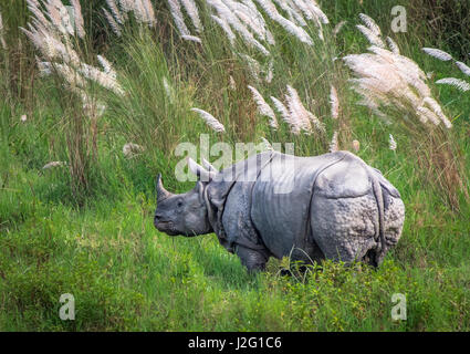 Rhinocéros sauvages dans le parc national de Chitwan, Népal, Kathmandu. Banque D'Images