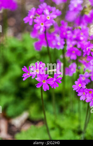 Primula cortusoides Banque D'Images