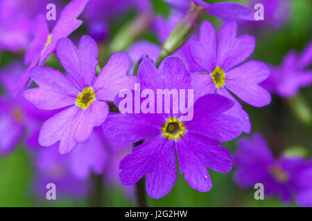 Primula cortusoides Banque D'Images