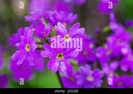 Primula cortusoides Banque D'Images