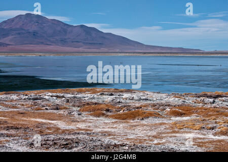 Haut dans les montagnes des Andes, à 13 800 pieds d'altitude, est Tata Salt Lake, l'accueil de formations rocheuses uniques et la faune. Banque D'Images