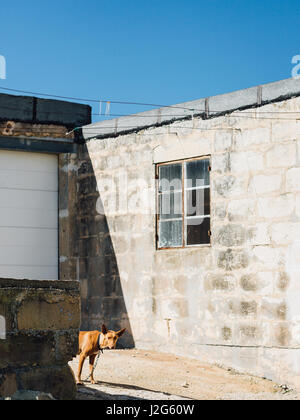 Bahrija, Malte : une timide chien enchaîné (Pharaon hound) de pics de derrière un mur bas à la campagne juste à l'extérieur de Bahrija, Malte. Banque D'Images