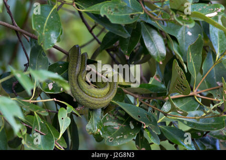 Chat vert serpent aussi connu comme Monosha au Fono Sobuj Shap les Sundarbans, Site du patrimoine mondial de l'UNESCO et une réserve faunique. Bagerhat, Bangladesh. Banque D'Images