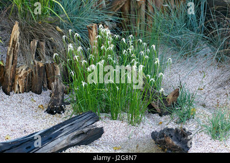 Un jardin de bord de mer relaxant avec 'Dichromena colorata' floraison parmi les herbes et les bois flotté récupéré Banque D'Images