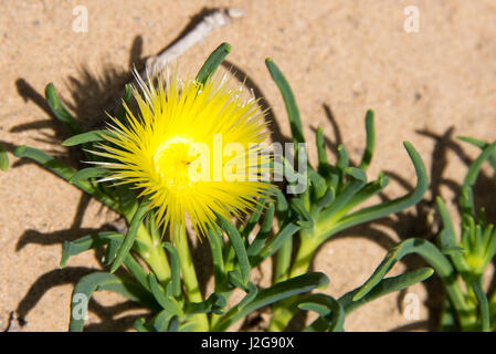 États-unis, Californie, Oso Flaco State Park, qui fait partie d'Oceano Dunes (construite par des véhicules de l'état Zone de loisirs). Les non indigènes envahissantes usine à glace avec fleur. L'alimentation des insectes de nectar Banque D'Images