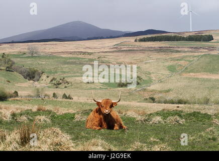 Highland cattle et Mont Blair Ecosse Avril 2017 Banque D'Images