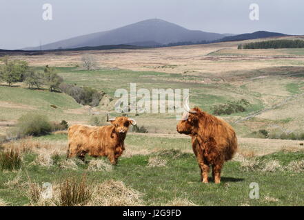 Highland cattle et Mont Blair Ecosse Avril 2017 Banque D'Images