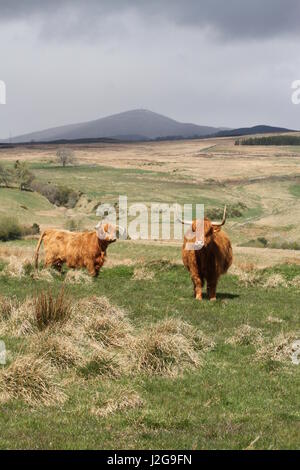 Highland cattle et Mont Blair Ecosse Avril 2017 Banque D'Images