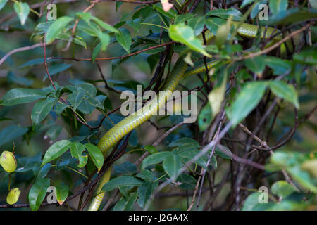 Chat vert serpent aussi connu comme Monosha au Fono Sobuj Shap les Sundarbans, Site du patrimoine mondial de l'UNESCO et une réserve faunique. Bagerhat, Bangladesh. Banque D'Images