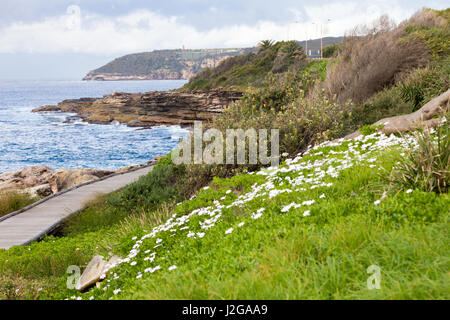 De plus en plus de fleurs sauvages par le côté de la promenade sur la côte de Nouvelle-Galles du Sud près de Freshwater Bay, Sydney, Australie Banque D'Images