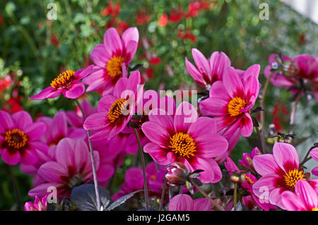 Close up of cosmos fleurs série Sonarta Banque D'Images