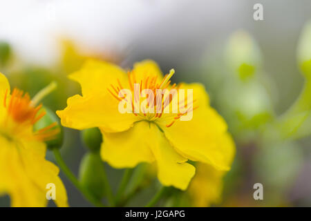 Ochna integerrima pêche abricot et fleurs branche jaune, le symbole ethnique traditionnel de Nouvel An Lunaire Tet Banque D'Images