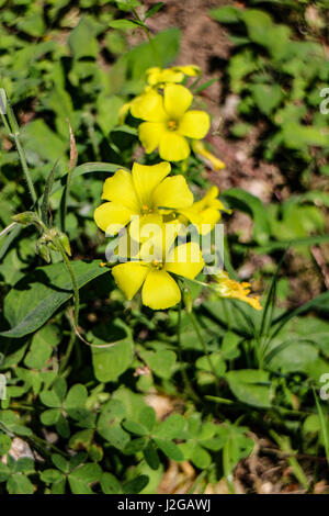 Fleurs de Provence : Oxalis pes-caprae Banque D'Images