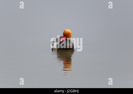 Portrait d'homme naturel nette rousse (Netta rufina) natation Banque D'Images