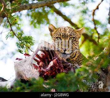 Le léopard mange des proies sur l'arbre. Parc national. Kenya. La Tanzanie. Maasai Mara. Serengeti. Banque D'Images