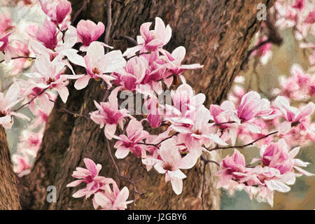 Yulan Magnolia blossoms, Louisville, Kentucky Banque D'Images