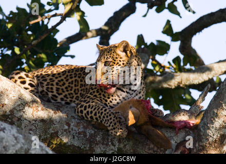 Le léopard mange des proies sur l'arbre. Parc national. Kenya. La Tanzanie. Maasai Mara. Serengeti. Banque D'Images