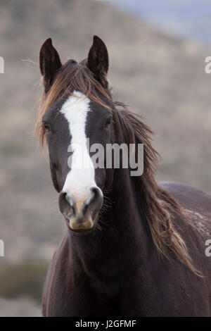 Cheval sauvage, montagnes Steens Banque D'Images