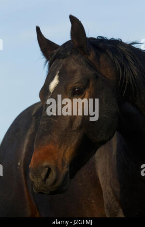 Cheval sauvage, montagnes Steens Banque D'Images