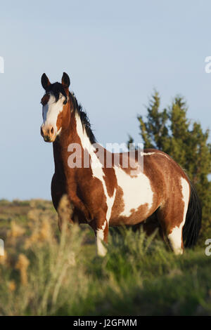 Cheval sauvage, montagnes Steens Banque D'Images