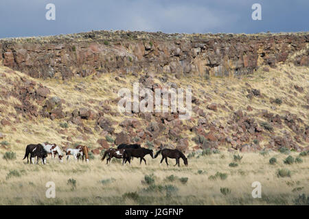 Les chevaux sauvages, montagnes Steens Banque D'Images