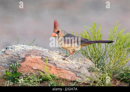 USA, Arizona, Amado. Le cardinal femelle perché sur la roche. En tant que crédit : Wendy Kaveney Jaynes / Galerie / DanitaDelimont.com Banque D'Images