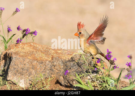 USA, Arizona, Amado. Le cardinal femelle avec ailes déployées. En tant que crédit : Wendy Kaveney Jaynes / Galerie / DanitaDelimont.com Banque D'Images